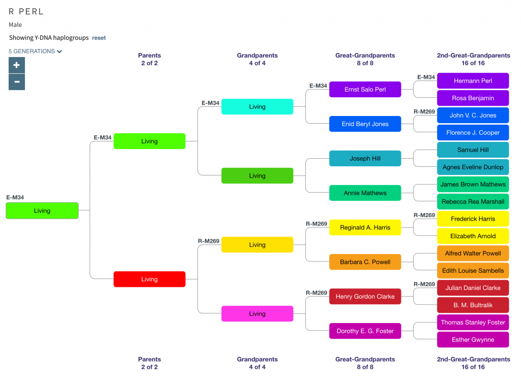 Tree showing Y-DNA haplogroups