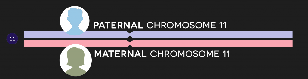 Chromosome 11 example showing the paternal copy at the top and the maternal copy below