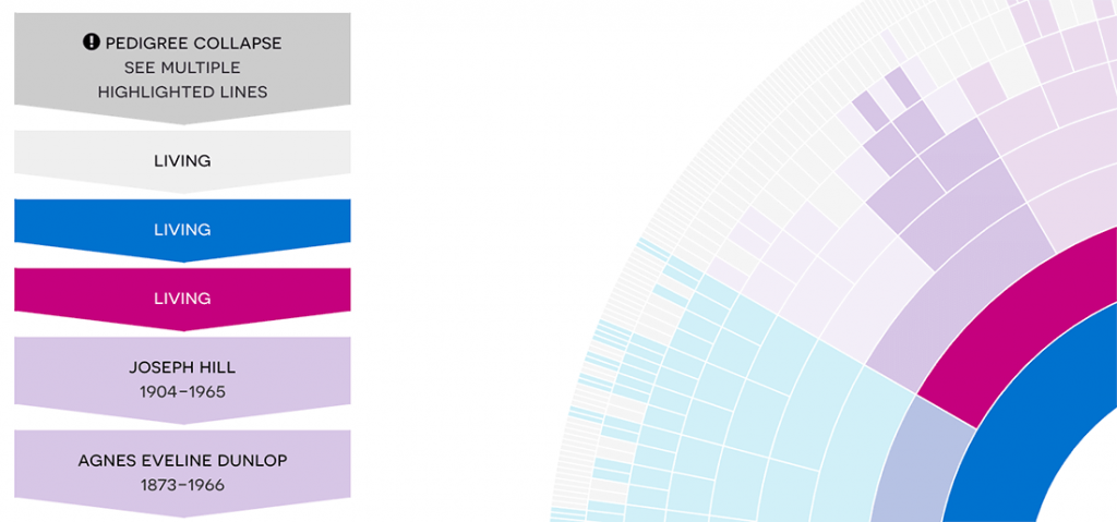 DNA Painter update: pedigree collapse label in ancestral trees