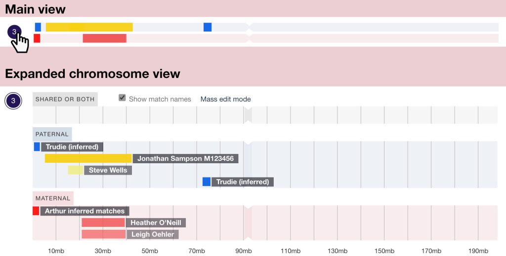 You can expand any chromosome by clicking on its number (or the letter X for the X chromsome) in the main view